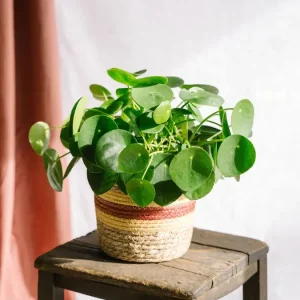 Pilea Peperomioides