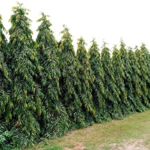 Pino Hindú – Polyalthia longifolia