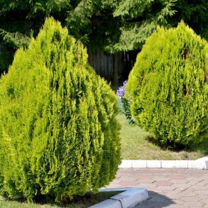 Pino Thuja – Thuja occidentalis