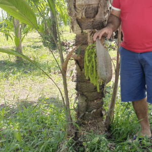 Palma de Pixbae Jumbo Rayado (Bactris Gasipaes)