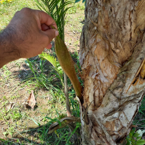 Palma de Pixbae Sin Espinas (Bactris Gasipaes)