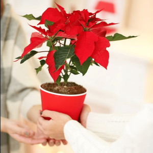 Flor de Navidad – Poinsettia