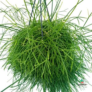 Rhipsalis Baccifera 'Oasis'