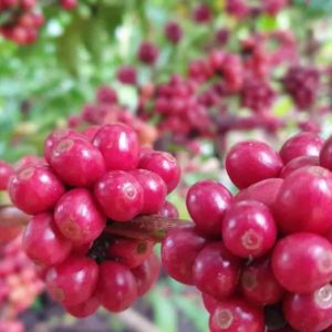 Plantones de Café Robusta