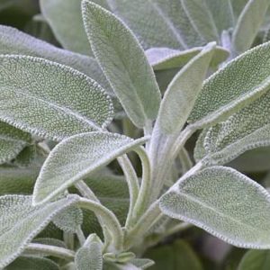 Salvia – Salvia officinalis