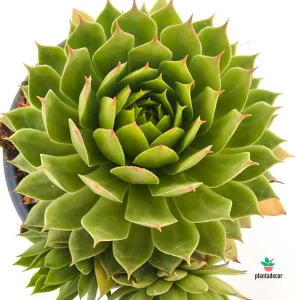 Sempervivum Cooper Canyon