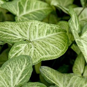 Singonio Verde – Syngonium podophyllum