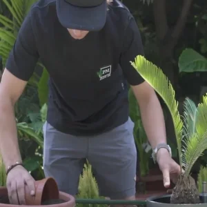 Trasplante a Domicilio