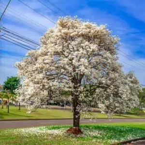 Roble blanco – Tabebuia heterophylla