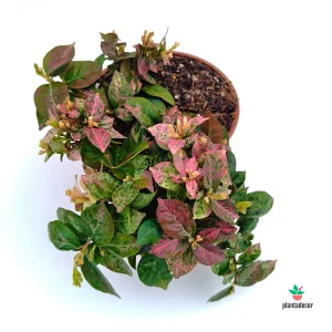 Trachelospermum 'Tricolor'