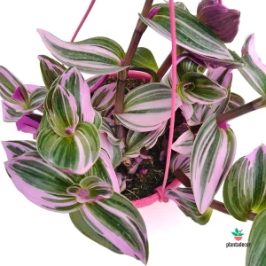 Tradescantia Albiflora Nanouk M-15