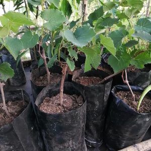 Plantón de Uva Morada de Brasil