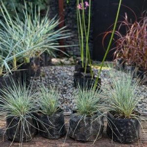 Azulina (Festuca Glauc)