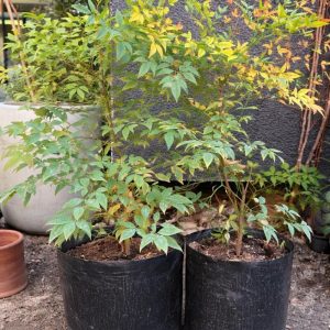 Nandina L