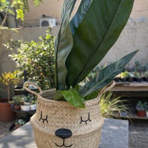 Balú (Canasto de Fibra Natural), L