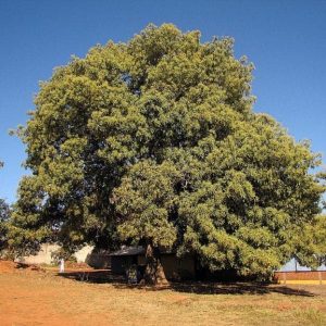 Plantón de Aguacate Criollo de Semilla