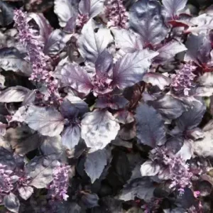 Albahaca Morada