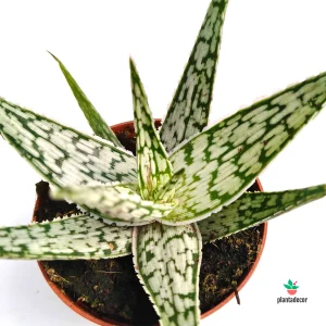 Aloe Rauhii