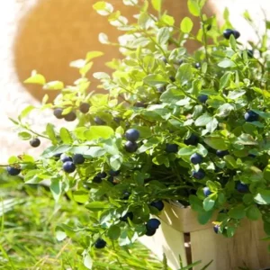 Arándano (Vaccinium Corymbosum)