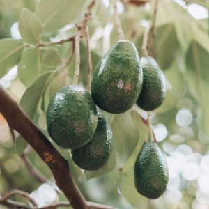 Plantón de Aguacate Semil 43