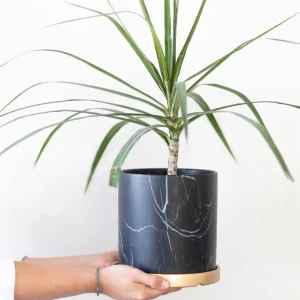 Baby Margaret (Dracena Marginata)