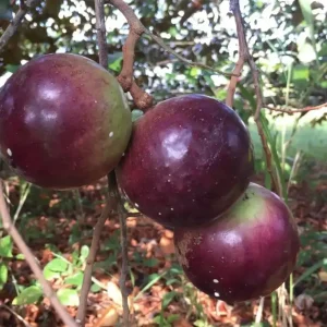 Caimito Morado – Chrysophyllum cainito