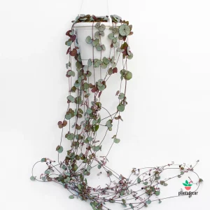 Ceropegia 'Silver Glory' Extra