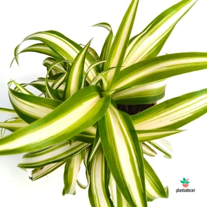 Chlorophytum Comosum Variegatum