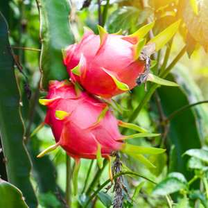 Pitahaya Red Vietnamese – Hylocereus undatus