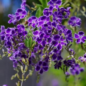 Duranta Repens