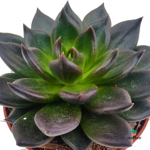 Echeveria Mamba