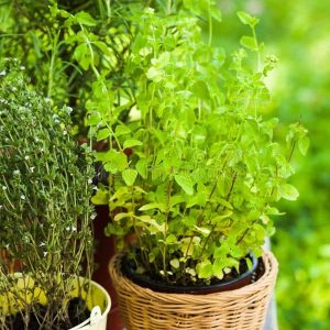 Orégano arbustiva – Origanum vulgare