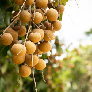Longan – Dimocarpus longan