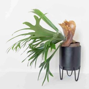 Helecho Cuerno De Alce – Platycerium bifurcatum