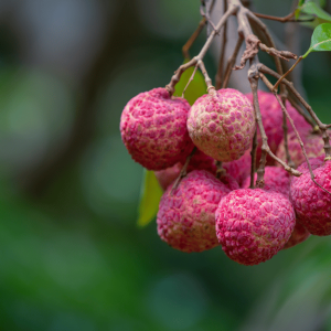 Litchi Chinensis