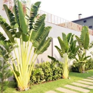 Palma Viajera – Ravenala madagascariensis