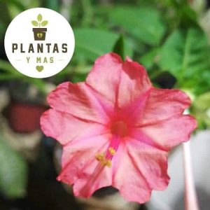 Don Diego de Noche (Mirabilis Jalapa)