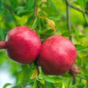 Granada Real – Punica Granatum