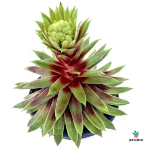 Sempervivum Gold Mine