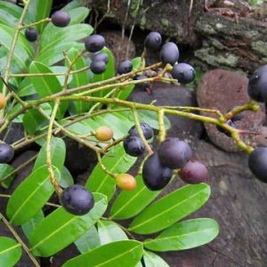 Aceituno – Simarouba amara