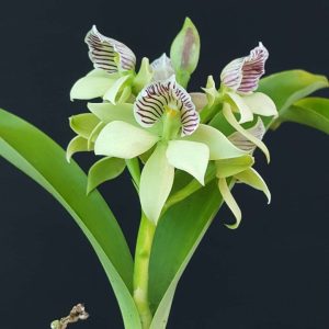 Orquídea Prosthechea chacaoensis