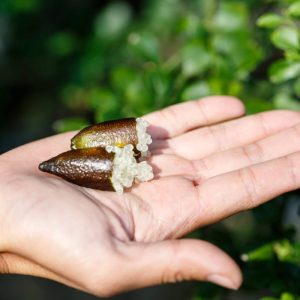 Limón Caviar Grande