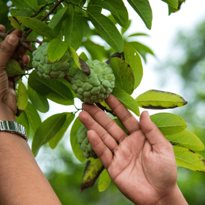 Chirimoya Verde Injertada – Annona cherimola